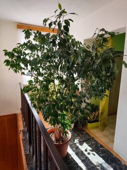 Prodám Fíkus Benjamin