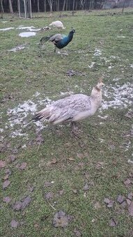 Páv a pávice černokřídlé