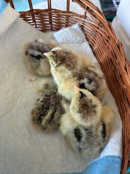 Kuřátka Brahmanka velka