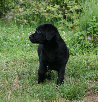 Labrador s PP FCI