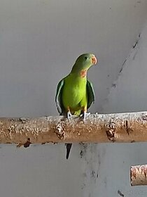 Papoušek nádherný - 1