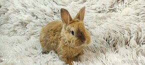 Zakrslý králík ,králíček-(REX)-BUFFY