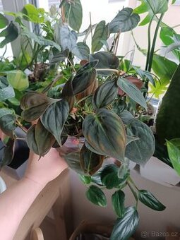 Philodendron Micans
