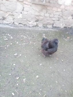 Kohouti REZERVACE