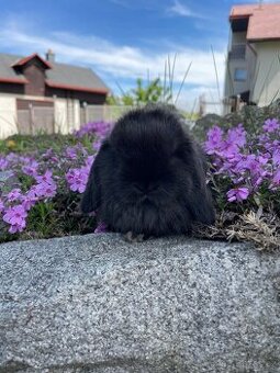 Minilop - Wonderland bunnies