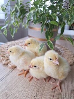 Kuřátka leghorn americký