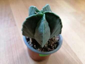 Krásný beztrnný kaktus Astrophytum Myriostigma Nudum - 1