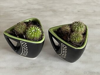 Kaktusy Echinopsis v keramických nádobách