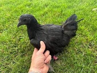 Ayam Cemani