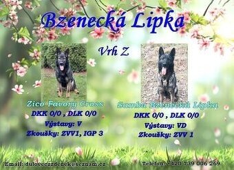 Německý ovčák fena s PP