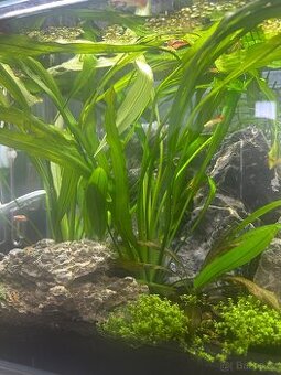 Echinodorus red