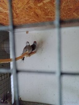 Holoubek diamantový, nepříbuzný pár