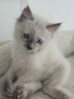 Ragdoll koťatka
