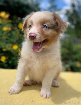 Australský ovčák red merle pejsek