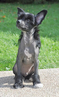 Čínský Chocholatý pes. Pejsek naháč  s PP