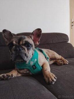 Štěně francouzský buldoček