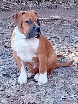 X American Bully xl - 1