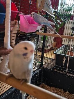 Andulka vlnkovaná perlová