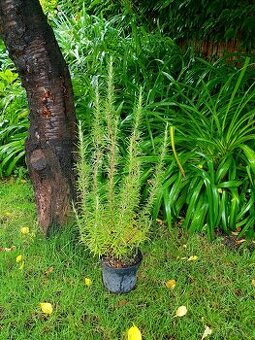 Rozmarýn, Rozmarýna, keře, bylinky