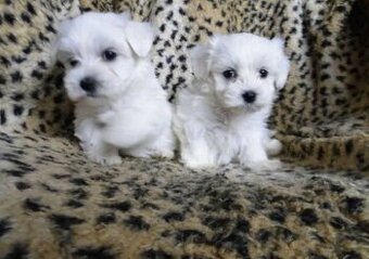 Maltézský psík maltezáček maltez