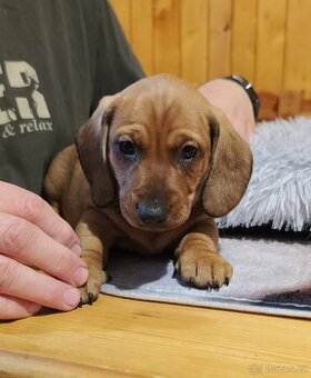 Jezevčík hladkosrstý standard - 1