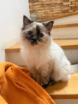 Ragdoll tortilka seal