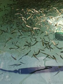 Nasada pstruha duhového, jesetera a úhoře