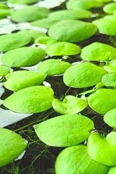 Rostlinka Limnobium laevigatum - prodej