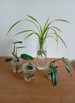 Pandán+ monstera diliciosa