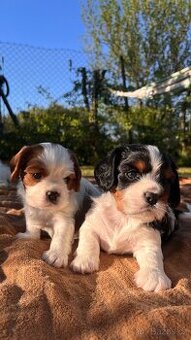 štěňata Cavalier King Charles Spaniel