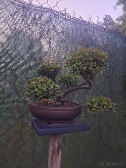 Bonsai,bonsaj Skalník - 1