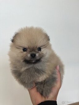 Pomeranian