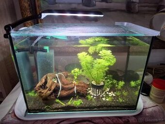 Akvarium s krevetkami