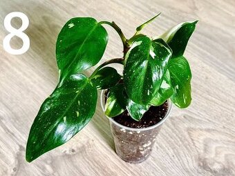Philodendron White Princess