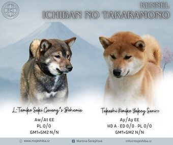 Shiba s PP FCI
