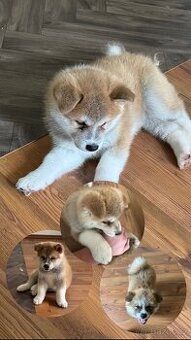 Štěňátka Akita Inu