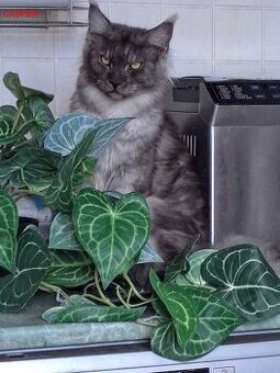 Mainská mývalí s PP