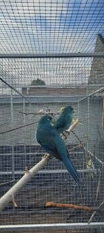 Kakariki