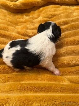 Jorksirsky terier biwier