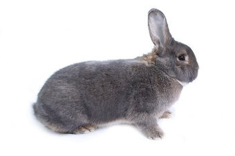 Vídeňský modrošedý