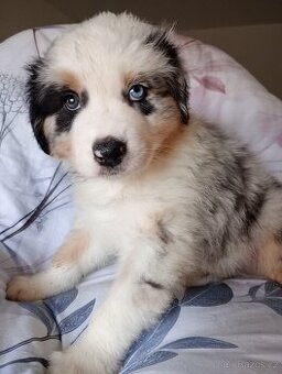 Rezervace Australský ovčák bez PP pes (tyrkysový obojek)