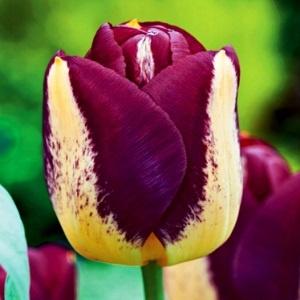 Tulipán Boston 5 ks cibulek