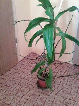 Kalisie vonnoá.léčivá