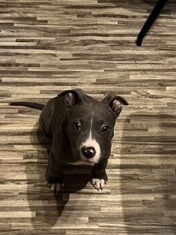 Stafordširsky bulteriér