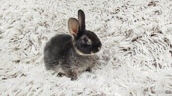 Zakrslý králíček, králík -(REX)-DAISY