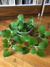 Rýmovník (plecranthus)