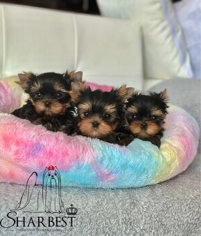 Jorkšírsky teriér s PP FCI, kluci