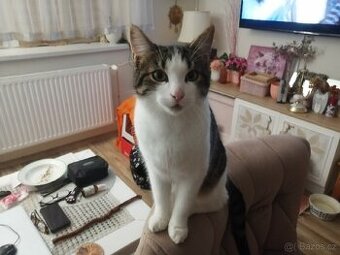 Milý kocourek Hubi hledá nový domov