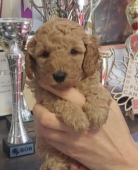 Pudel ( pudlik ) s pp MADA - 1