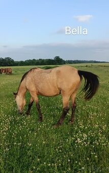 11 letá klisna na rekreační ježdění